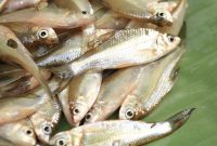 Tips Membersihkan Ikan Wader kecil dengan Santai dan Gampang!